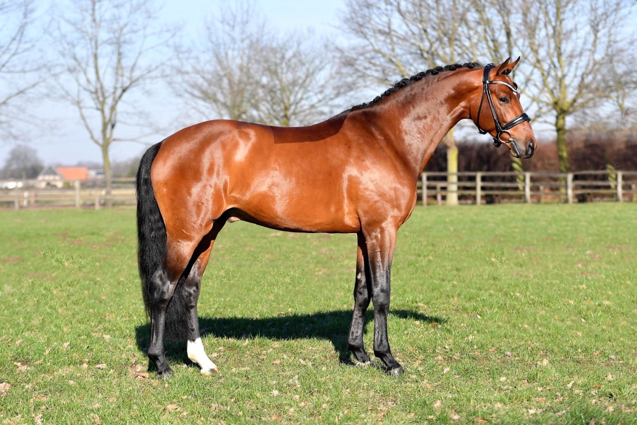 HW Farm proudly presents some information about Stallion Arcachon